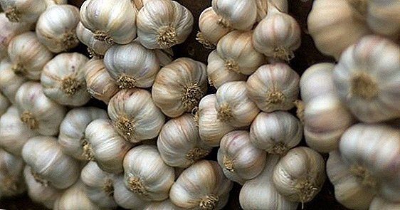 Why does garlic turn yellow and what to do in this case