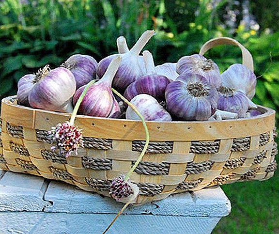 Why does winter garlic turn yellow in spring and what to do