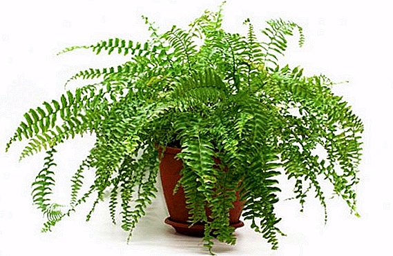 Why does the fern turn yellow in room conditions