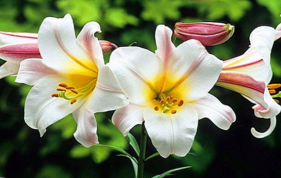 Why leaves turn yellow, how to protect the lily from diseases and pests