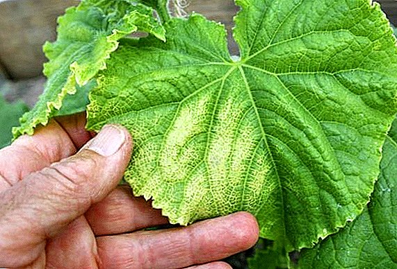 Зашто листови краставаца постају жути и како можемо хранити биљке како би се уклонио узрок