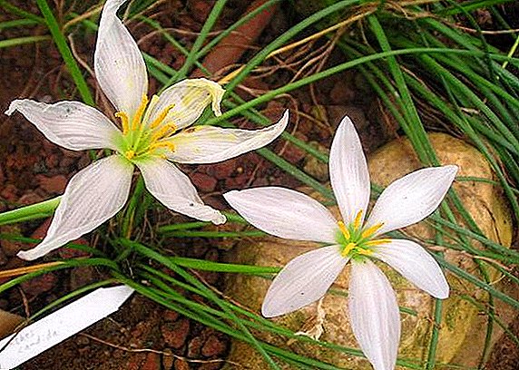 Why leaves turn yellow at zephyranthes: find out the reasons