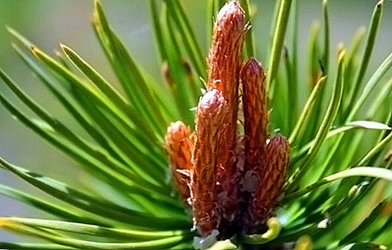 Kidney pine: useful properties and medical applications