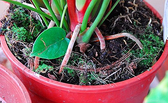 Soil for anthurium: how to choose ready and cook yourself