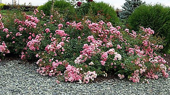 Földi fedő rózsák a kert számára: fajta leírása