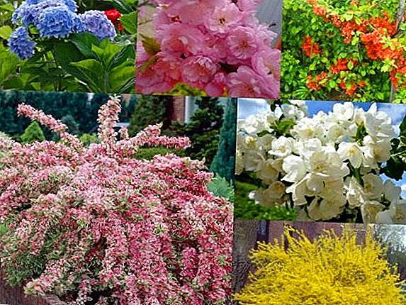 Een selectie van struiken, bloeiend in de lente, met een beschrijving en foto