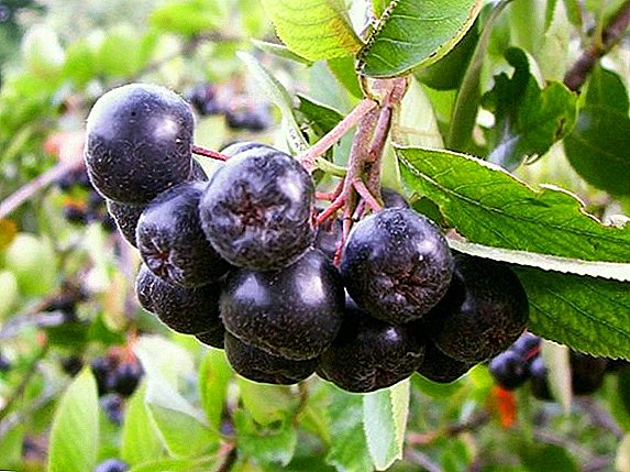 Izbor najboljših receptov za nabiranje planinskega pepela (chokeberry) črno sadje za zimo