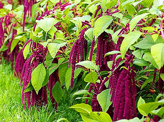 A selection of the best varieties of amaranth