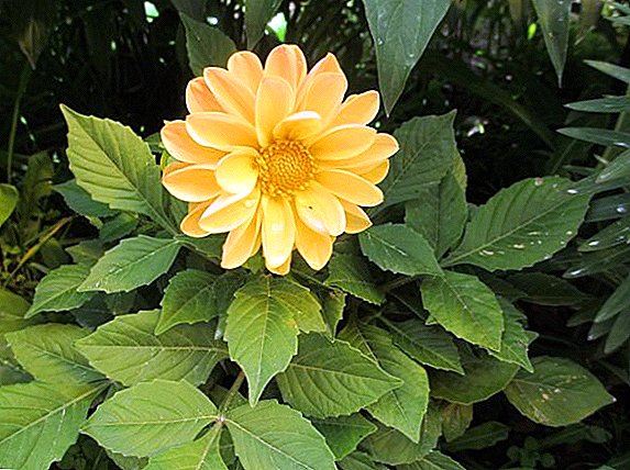 A selection of the best varieties of annual dahlia, a list of the most popular flowers for your garden