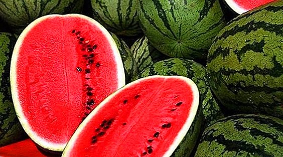 A selection of the most exclusive varieties of watermelon