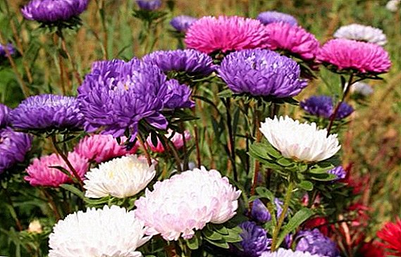 A selection of the most popular annual asters