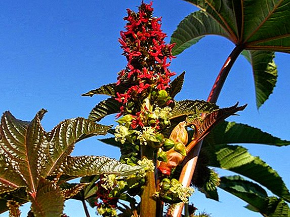 A selection of the most popular tall and undersized castor bean varieties