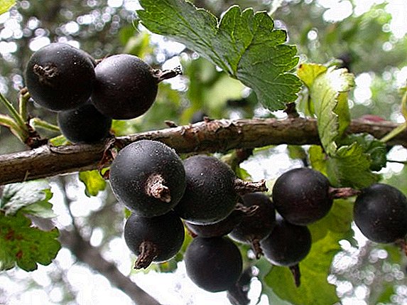 Pilihan cara memanen yoshta berry untuk musim dingin