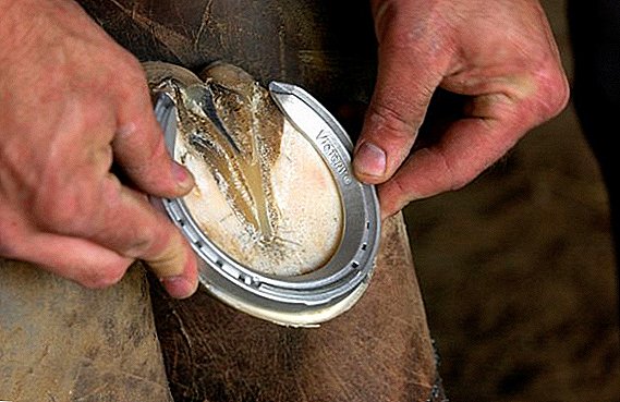 Horseshoes for horses: types, horseshoe rules