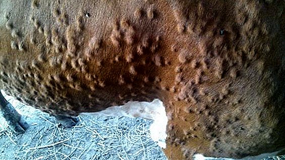 Subcutaneous gadfly (hypodermatosis) cattle