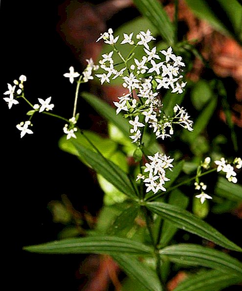 Northern bedstraw (honey grass or white porridge): use, benefit and harm