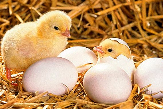 Detailed instructions: how to properly incubate broilers
