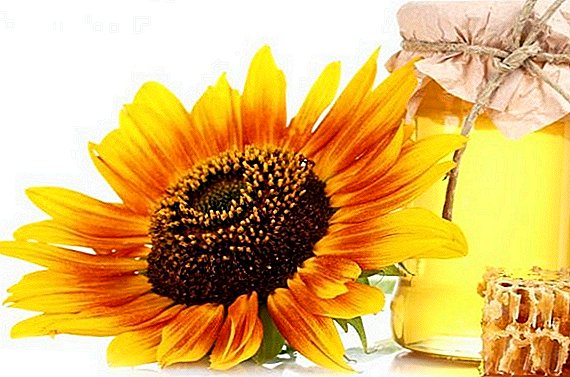 Suncokretov med: što je sadržano, što je korisno, tko ne smije jesti, kako ga koristiti u medicinske svrhe
