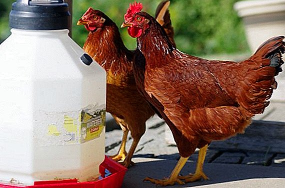 Drinking bowl for chickens at home