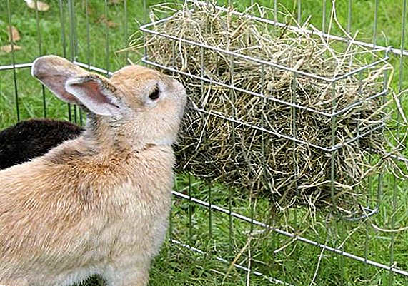 We buy or prepare hay for rabbits