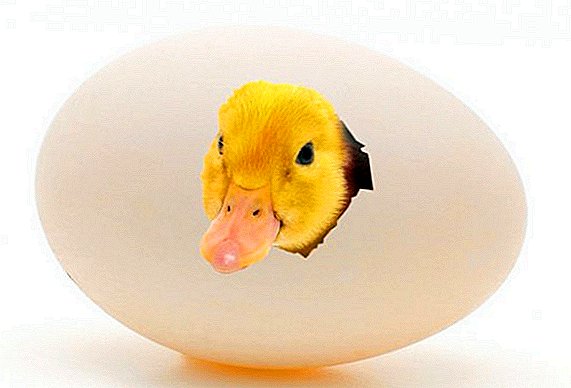 Er duck egg nyttig og hvordan du bruker dem i hjemmet matlaging