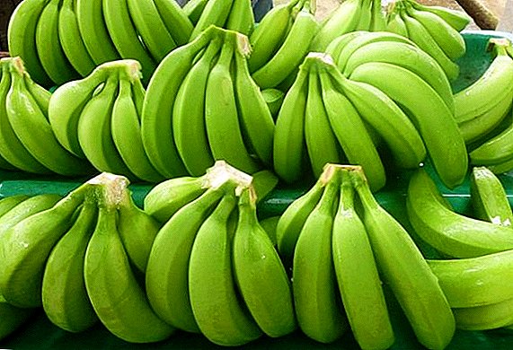 Are green bananas useful?