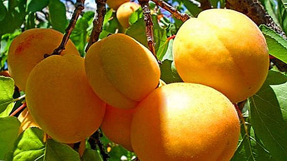 Nützliche und heilende Eigenschaften der Aprikose