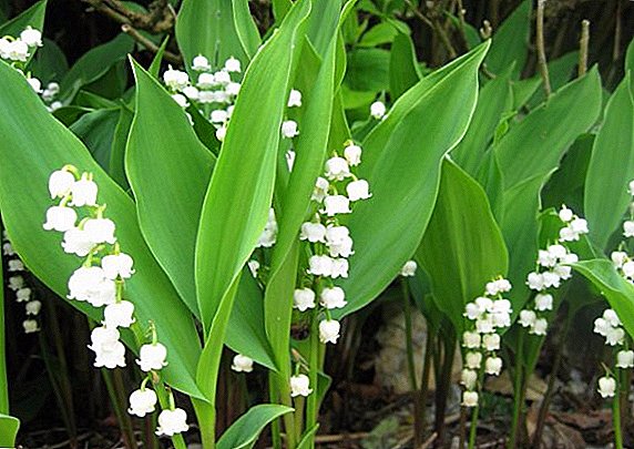 Useful and therapeutic properties of the May Lily of the Valley