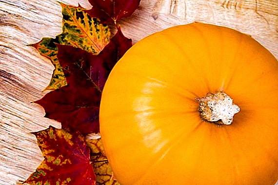 Useful and healing properties of pumpkin