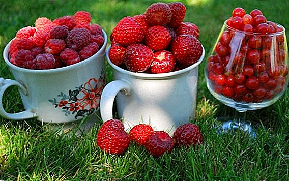 Полезни и вредни червени плодове