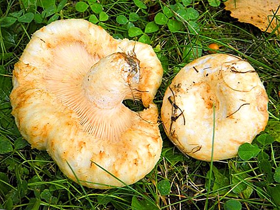 Nützliche und schädliche Eigenschaften von Pilzen Pilzen
