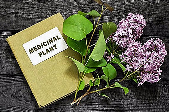 Useful and harmful properties of lilac