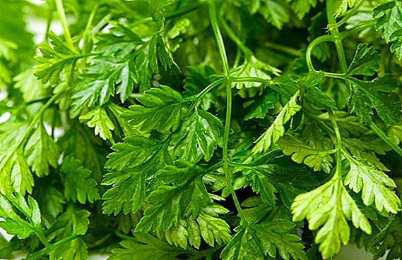 Useful composition and healing properties of chervil