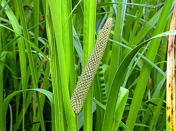 Useful properties of calamus swamp and treatment of the human body