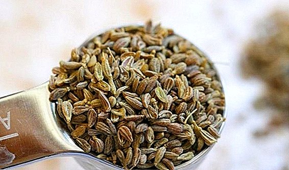 Useful properties of aniseed tea and features of its preparation