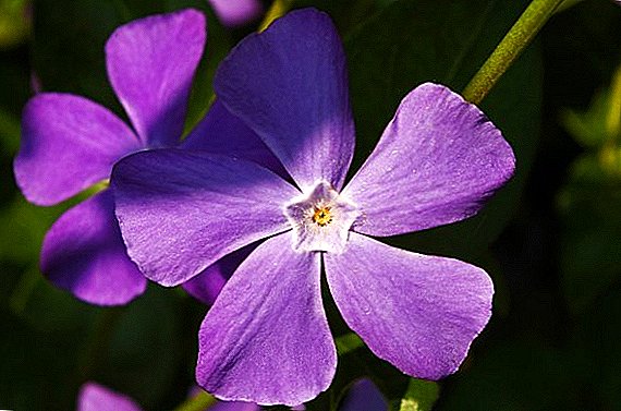Useful properties of periwinkle: application in traditional and traditional medicine and contraindications
