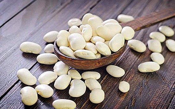 Useful properties of white beans
