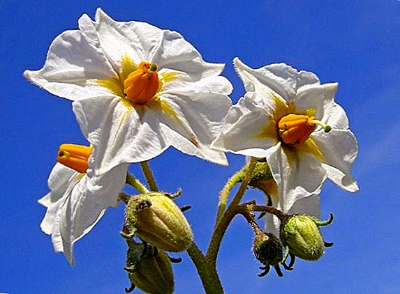 Propiedades útiles, descripción botánica y tratamiento con flores de papas.