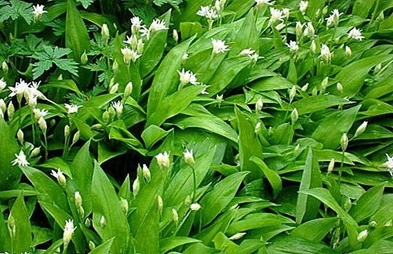 Useful properties of wild garlic, how to prepare a medicinal plant