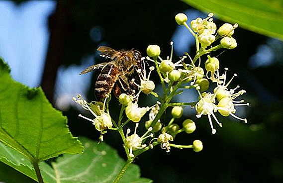 Nuttige eigenschappen van zwarte honing