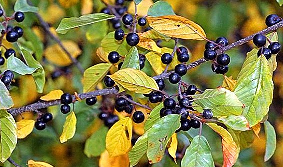 Useful properties for the human body from the use of buckthorn bark