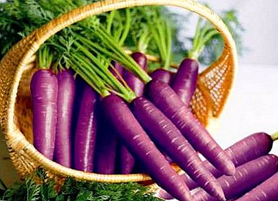 Nützliche Eigenschaften von lila Karotten