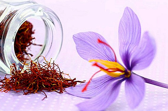 Nuttige eigenschappen en gebruik van saffraan (krokus) in de traditionele geneeskunde