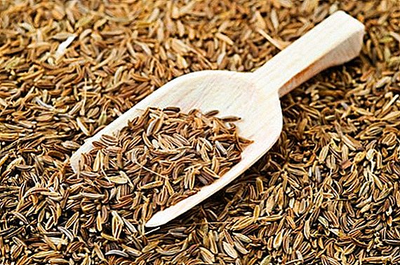 Useful properties and contraindications of cumin (zira) seasoning