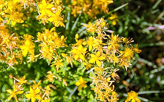 Useful properties and contraindications of Hypericum