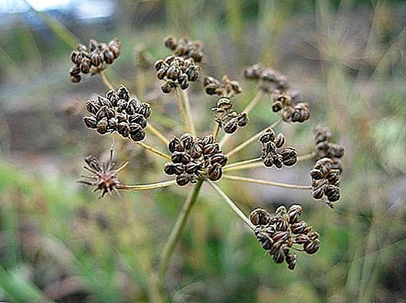 Proprietăți utile și metode de utilizare a semințelor de patrunjel