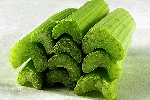 Useful properties and possible harm of celery stalk for the human body