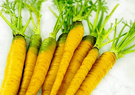 Berguna sifat dan bahaya wortel kuning