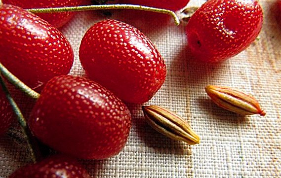 Useful properties and harvesting of gum berries