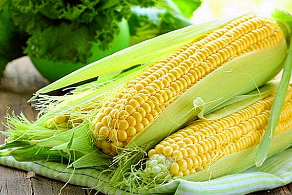 Useful properties of corn for men, women and children